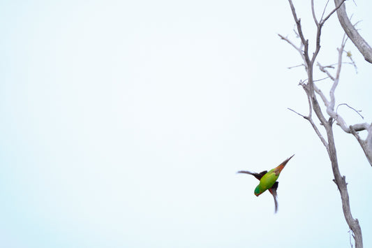 SWIFT DECLINE: WORLD’S FASTEST PARROT FLIES SOUTH TO AN UNCERTAIN FUTURE