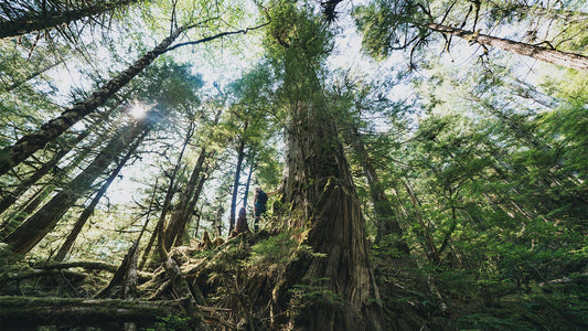 Home Planet Fund invests in the Sustainable Southeast Partnership, a collective of local Alaskan communities that see healthy trees as essential to their economic livelihoods. Old-growth forests keep Earth cool, naturally. Photo: Colin Arisman