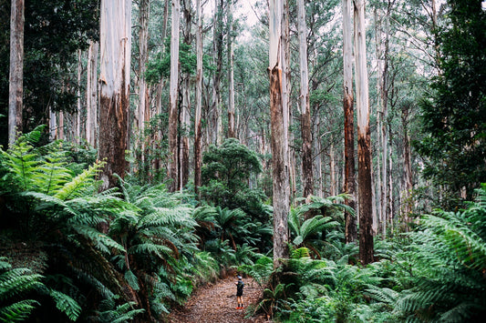 THE GREAT FOREST NATIONAL PARK DOESN’T EXIST. IT SHOULD.