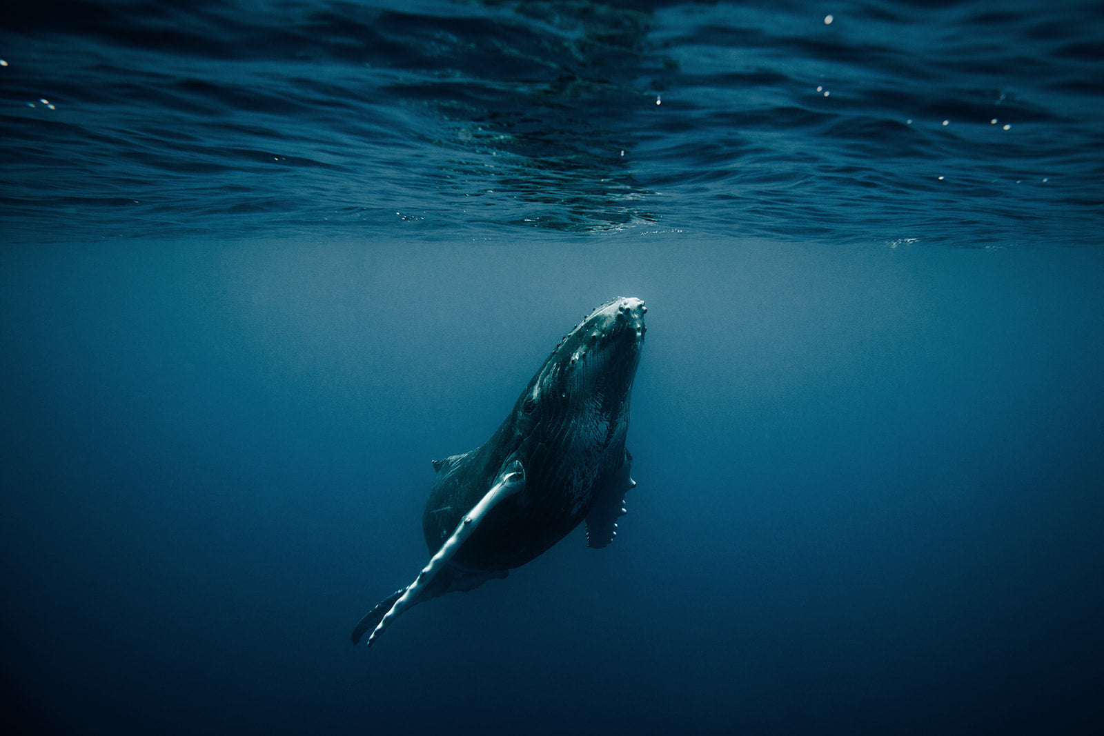 The High Seas Treaty: Two-Thirds of the World’s Oceans Now Have a Prot ...