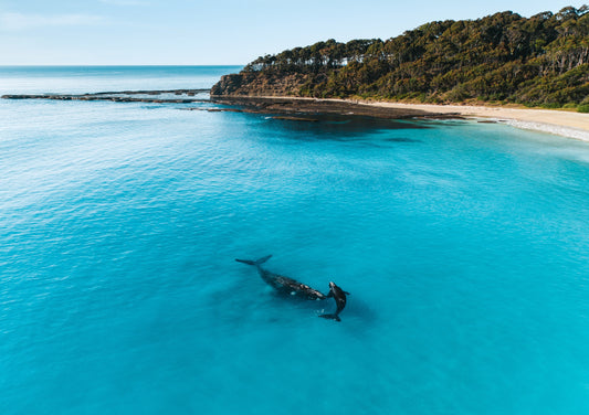 KOONTAPOOL YAKEEN: THE FIGHT TO PROTECT THE WHALE DREAMING