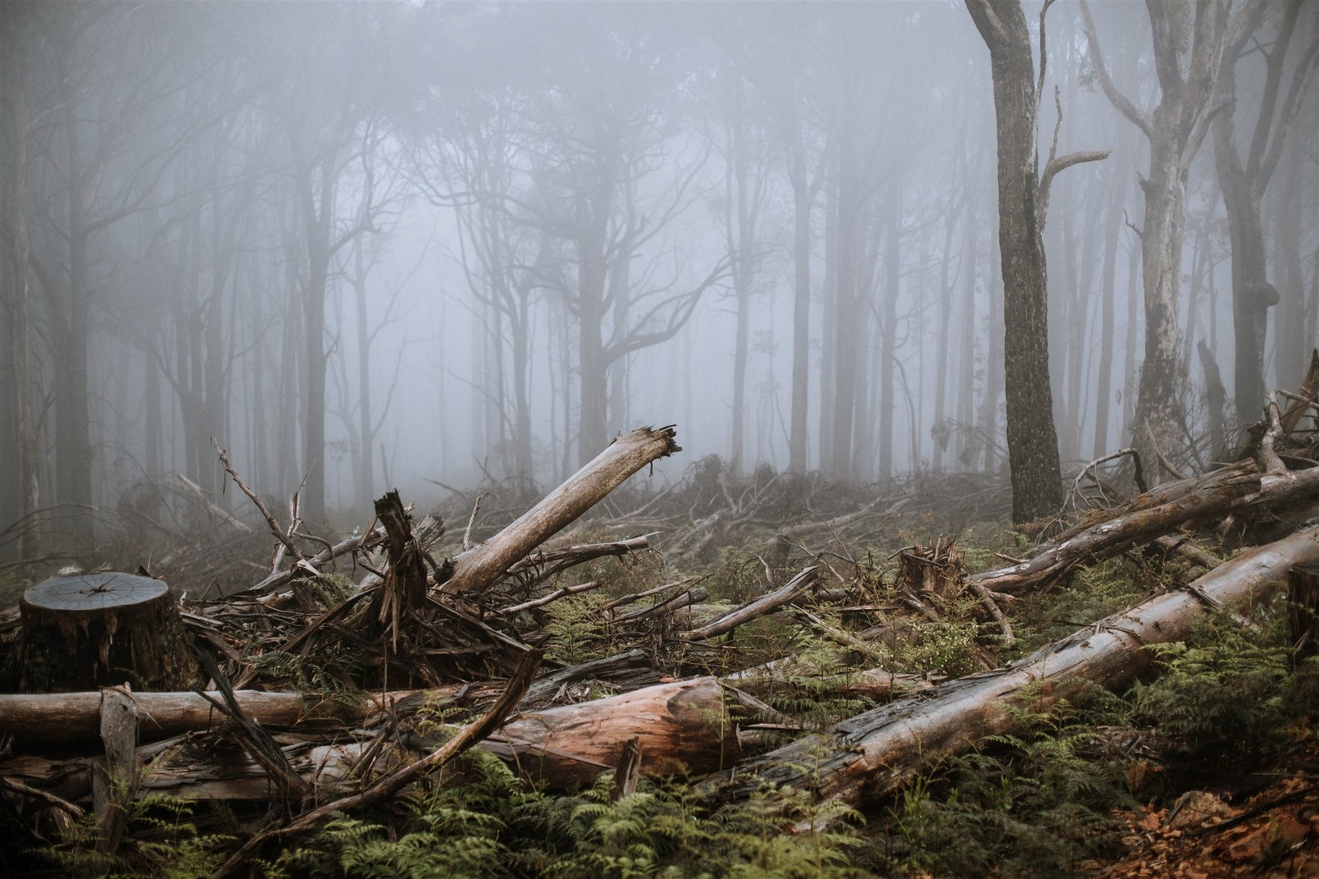 We can’t just walk away after the logging stops in Victoria’s native forests. Here’s what must happen next