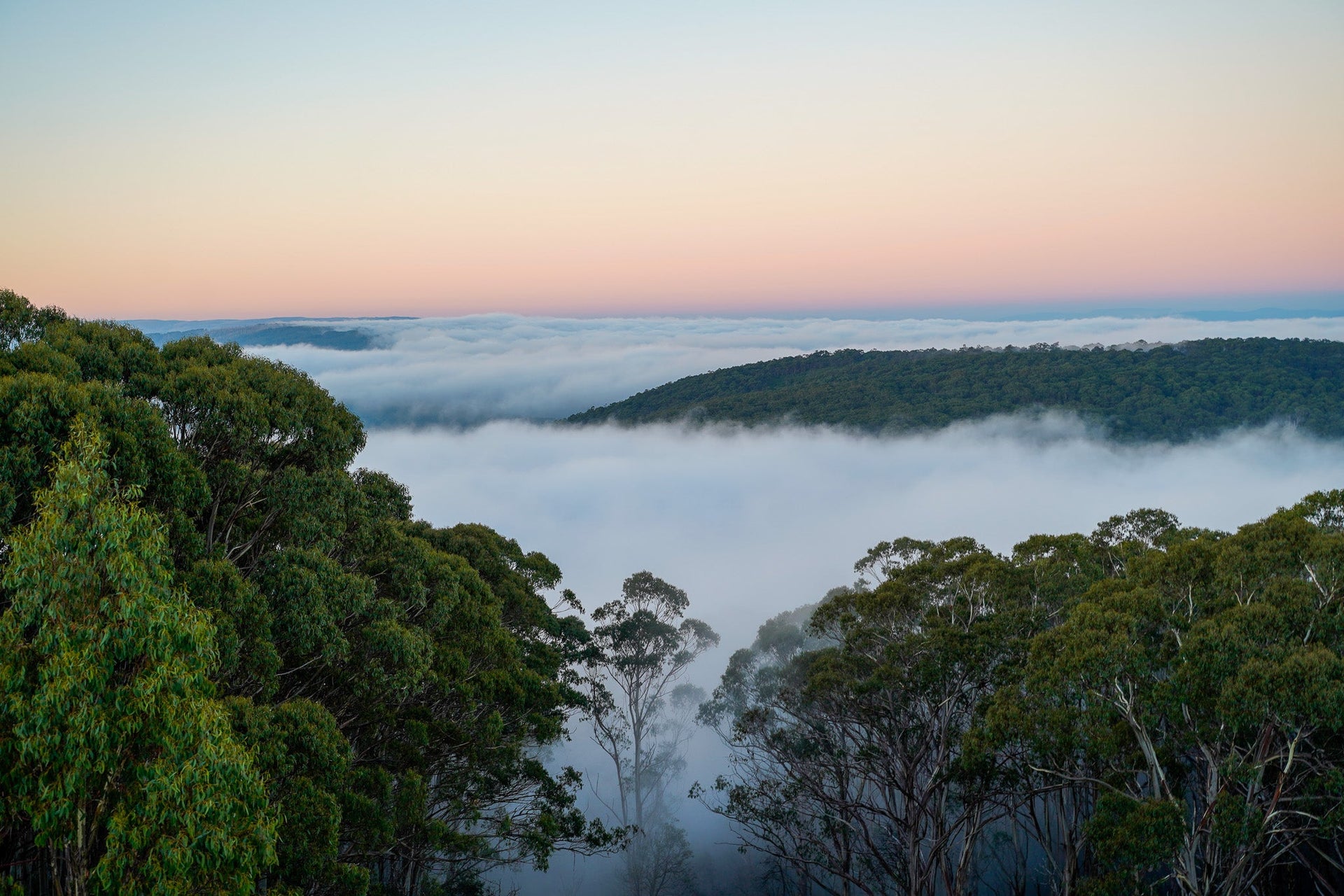 After the chainsaws, the quiet: Victoria’s rapid exit from native forest logging is welcome – and long overdue