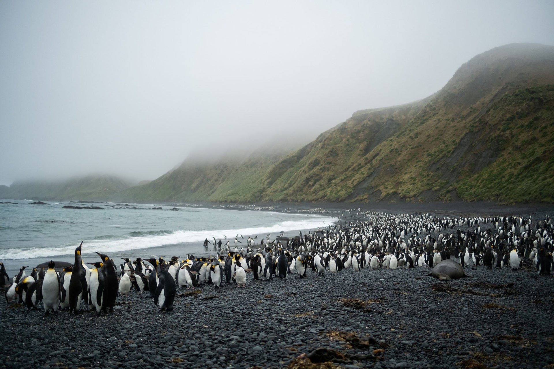 SAVING MACCA: Protection triples for the Galapagos of the Southern Ocean