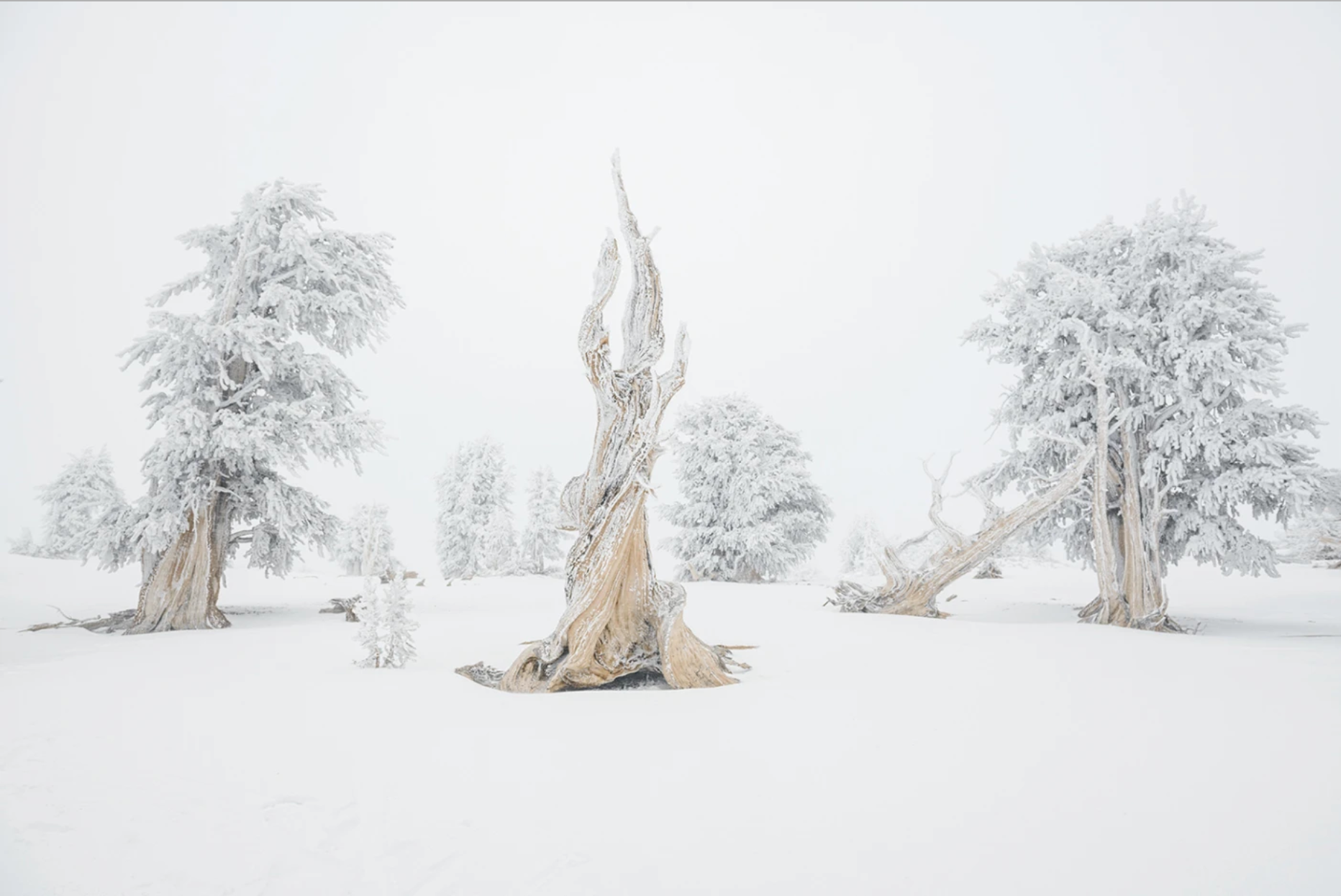 The Secret Life of Trees - Patagonia Australia