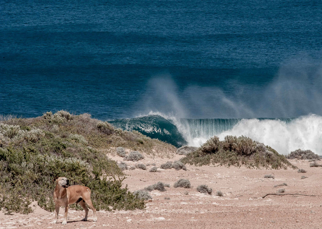 Header image: In 2020 the Great Australian Bight was saved from becoming a deepwater offshore oil field. In 2024 it’s time to save it for good. Photo SA Rips