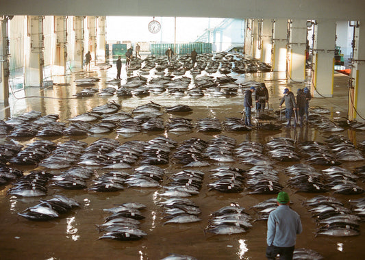 Opening image: The morning tuna catch at the Katsuura fish market, Wakayama Prefecture, Japan. Photo Tom Wolff